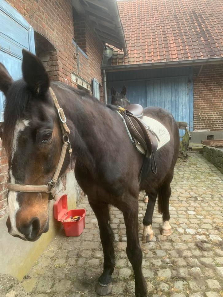 Weidemaatje, Dieren en Toebehoren, Paarden, Ruin, B, 165 tot 170 cm, 11 jaar of ouder, Recreatiepaard, Met stamboom, Gechipt