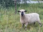 Hampshire down, Dieren en Toebehoren, Schapen, Geiten en Varkens, Vrouwelijk