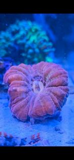 Cynarina Ultra Red koraal, Animaux & Accessoires, Poissons | Poissons d'aquarium