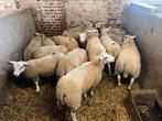 Ram, Dieren en Toebehoren