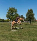 Lieve 7j merrie te koop, Dieren en Toebehoren, Zadelmak, 7 tot 10 jaar, Merrie, Gechipt