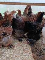 brahma  alle kleurslagen (laatste 20) actie 4+1 GRATIS, Dieren en Toebehoren, Pluimvee, Vrouwelijk, Kip