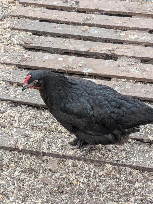 Marans hennen, Dieren en Toebehoren, Pluimvee