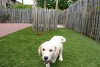 Prachtige Goldador pups (golden retriever x labrador), Dieren en Toebehoren, België, Overige rassen, CDV (hondenziekte), 8 tot 15 weken