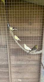 Kanaries, Dieren en Toebehoren, Vogels | Parkieten en Papegaaien, Meerdere dieren