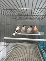 2 harlekijn koppels gladkop en kuif, Dieren en Toebehoren, Vogels | Kanaries, Meerdere dieren, Kleurkanarie