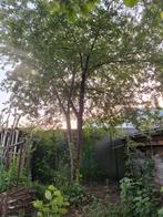 Pruimenboom stekjes, Tuin en Terras, Planten | Fruitbomen, Ophalen, Pruimenboom