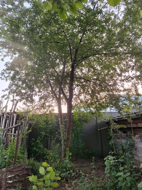 Pruimenboom stekjes, Tuin en Terras, Planten | Fruitbomen, Pruimenboom, Ophalen