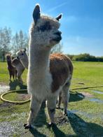 Alpacas: Alpaca bonte merrie (gedekt), Dieren en Toebehoren, Vrouwelijk