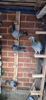 Duiven te koop 10 stok, Animaux & Accessoires, Oiseaux | Pigeons