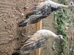 Zwartvleugel pauwen, Dieren en Toebehoren, Pluimvee, Overige soorten