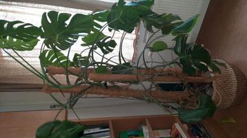 monstera in stevige elho pot beschikbaar voor biedingen