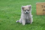 Dwergkees pups ,pomeriaan,keeshond ,spitz pup, Dieren en Toebehoren, België, Keeshond, 8 tot 15 weken, Meerdere
