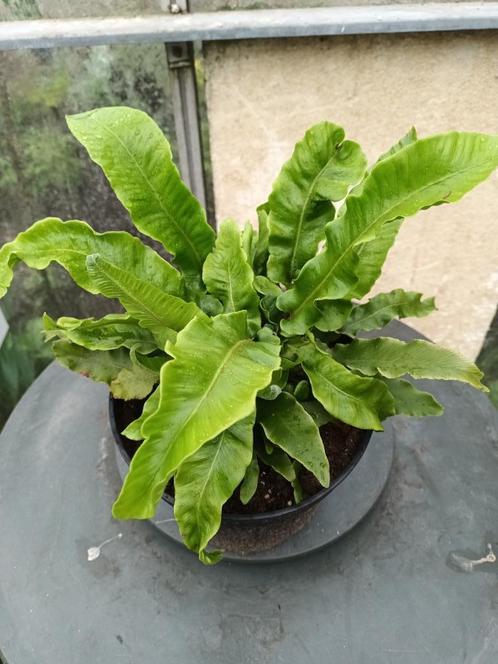 Asplenium Scolopendrium, Tuin en Terras, Planten | Struiken en Hagen, Ophalen