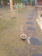 1 oleander met roze bloemen, Tuin en Terras, Ophalen