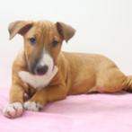 X Bull Terrier pups te koop, Dieren en Toebehoren, Honden | Jack Russells en Terriërs, CDV (hondenziekte), Meerdere, Meerdere dieren
