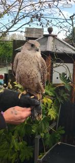 Afgedragen Gier x Saker x Slechtvalk, Dieren en Toebehoren, Vogels | Overige Vogels, Mannelijk, Roofvogel, Geringd
