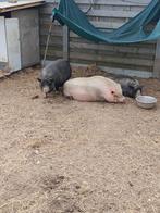 Mini varken Gottinger, Dieren en Toebehoren, Varken