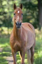 D pony (fokmerrie, coachingspony, wandelpony) te koop, Dieren en Toebehoren, Paarden, Minder dan 160 cm, Niet van toepassing, 11 jaar of ouder