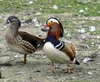 Madarijneenden koppel te koop, Dieren en Toebehoren, Pluimvee, Meerdere dieren, Eend
