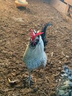 Coq du diable avec 2 poules assorties, Animaux & Accessoires