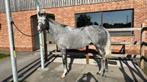Allrounder te koop, Merrie, Niet van toepassing, 7 tot 10 jaar, 160 tot 165 cm