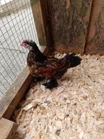 Sabelpootkriel haantje, Dieren en Toebehoren