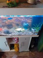 Ik verkoop nog een aquarium met kast en vissen, Gebruikt, Ophalen, Gevuld zoetwateraquarium