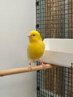 2 gele kanaries