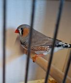 Bleekruggrijze mannen 2025