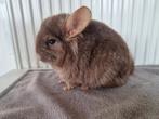 Moeder en dochter chinchilla, Maart, Vrouwelijk, Chinchilla
