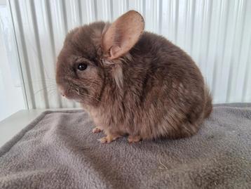 Moeder en dochter chinchilla beschikbaar voor biedingen