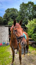 Allround merrie met een gouden Karakter, Dieren en Toebehoren, Paarden, Merrie, ZZ, Gechipt, 170 tot 175 cm