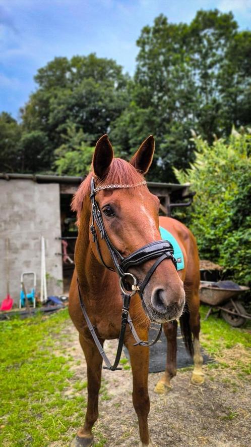 Allround merrie met een gouden Karakter, Dieren en Toebehoren, Paarden, Merrie, ZZ, 170 tot 175 cm, 7 tot 10 jaar, Met stamboom