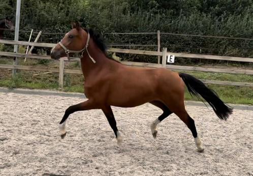 Appart bewegende New forest pony, Dieren en Toebehoren, Pony's, Merrie, Onbeleerd, D pony (1.37m tot 1.48m), Dressuurpony, 3 tot 6 jaar