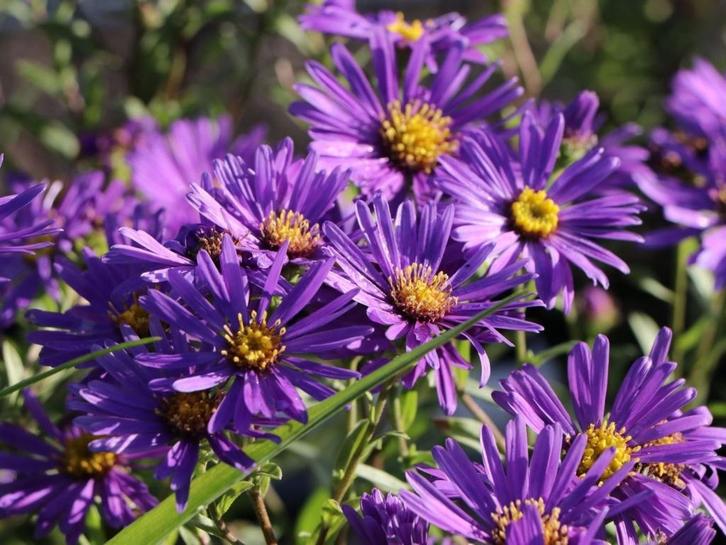 Aster en Astantia, Tuin en Terras, Planten | Tuinplanten, Ophalen of Verzenden