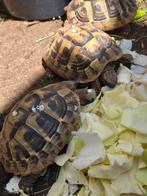 Landschildpadden vrouwtjes, Dieren en Toebehoren, Reptielen en Amfibieën