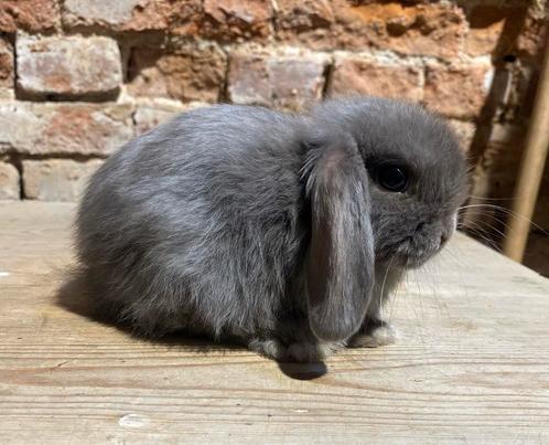 Minilop rammelaar (transport mogelijk), Dieren en Toebehoren, Konijnen, Dwerg, Mannelijk, 0 tot 2 jaar, Hangoor