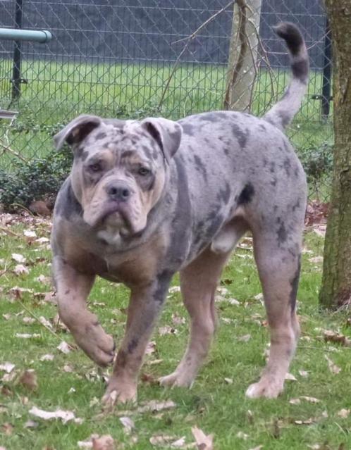 Dekreu, Dieren en Toebehoren, Honden | Dekreuen, Reu, Fokker | Hobbymatig, Meerdere, Buitenland, 3 tot 5 jaar, CDV (hondenziekte)