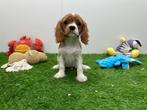 Chiots Cavalier King Charles Spaniel, Parvovirose, Plusieurs, Belgique, Plusieurs animaux