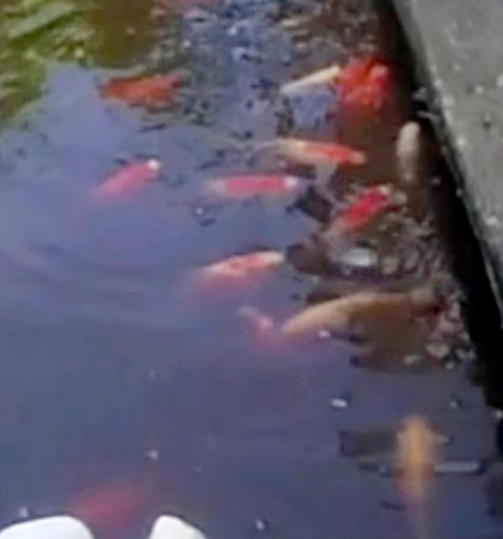 Ideaal om een vijver te starten., Tuin en Terras, Vijver-toebehoren, Gebruikt, Overige typen, Ophalen