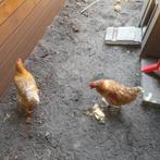 Kippen, Dieren en Toebehoren