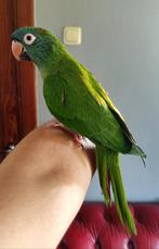 Conure a tête bleu, Mannelijk, Papegaai