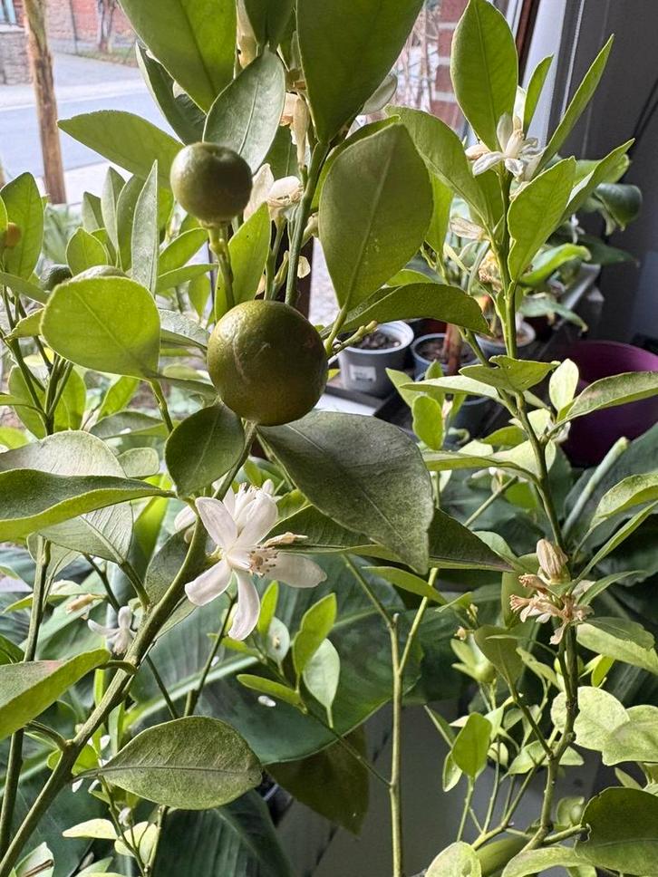 Plant d'agrume (petites oranges), Huis en Inrichting, Kamerplanten, Ophalen