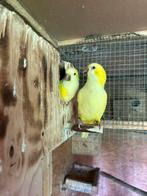 Perruches souris au nid pour EAM, Animaux & Accessoires, Oiseaux | Perruches & Perroquets