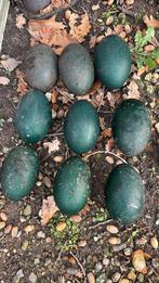 Emoe eieren, Dieren en Toebehoren, Geslacht onbekend, Overige soorten