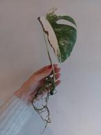 Monstera Variegata Albo, Ombre partielle, Plante verte, Enlèvement ou Envoi, Moins de 100 cm