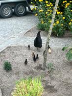 Kip met kuikentjes, Dieren en Toebehoren, Pluimvee, Kip