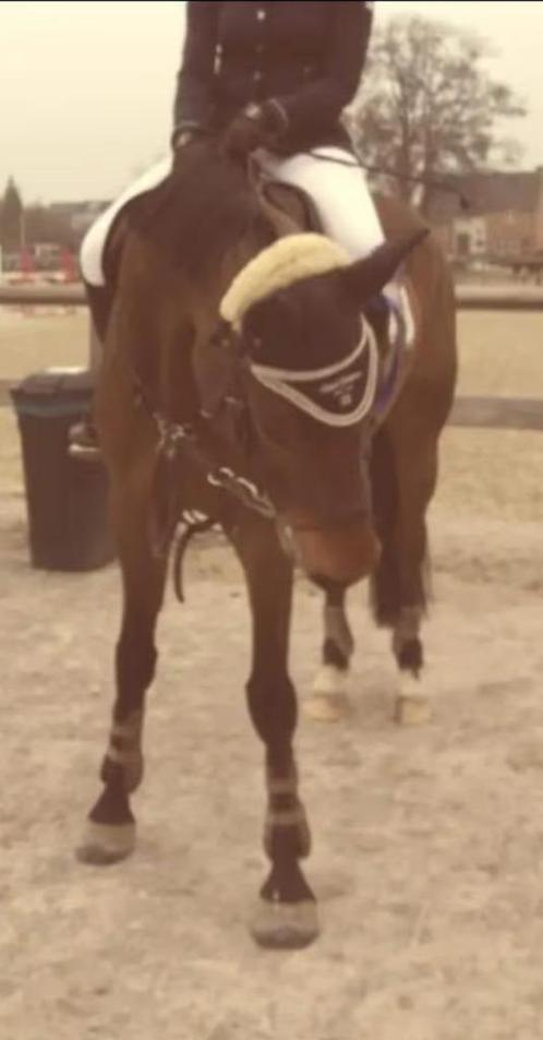 Drachtige zangersheide merrie, Dieren en Toebehoren, Paarden en Pony's | Dekhengsten en Fokmerries, Merrie