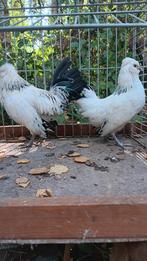 Watermaalse baardkriel, Dieren en Toebehoren
